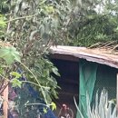 중국아줌마닭집 이미지