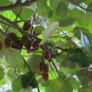 별천계곡 이미지