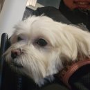 복터진강아지 | 1월 일기는 누구보다 빠르게 쓸 것