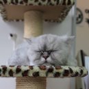 애니케어동물병원 이미지