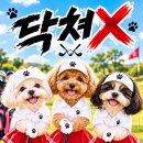 🐶 개띠!그녀들이 떴다~멍멍~ 이미지