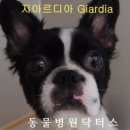 디아동물병원 이미지