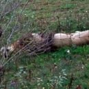 한사자농장 이미지