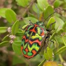 a stink bug 이미지