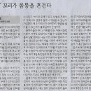 꼬리연구소 Daum카페