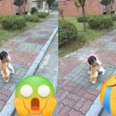 우리동네개냥이 네이버블로그