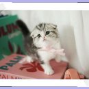 아담스펫 강아지분양 고양이분양 강남점 | 서울 고양이분양 아담스펫 강남점 다녀왔어요