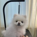 하이 꼬야 이미지