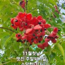 11월 1일 (토) 풋사랑은 ... 이미지