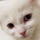 #오드아이 이미지