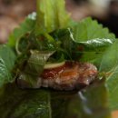 방목흑돼지 이미지