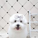 오도르봉 이미지