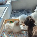 미쁜아토 이미지