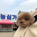 농심가마트 이미지