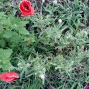 오월의 발코니 민박 이미지