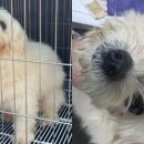 하얀강아지 이미지