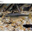 민물나라 이미지