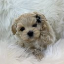 도그마루 강아지 고양이 양산화명점 이미지