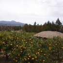 제주의사계 이미지