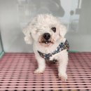 광주TNR동물병원(초월) 이미지