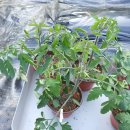 포우농장 이미지