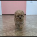 마마스미독 강아지 분양 김해점 이미지