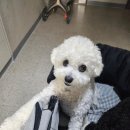 하울리데이 이미지