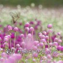 [영상] 꽃과 함께 다가온 가을/ 병풍도 맨드라미 축제 이미지