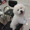 애견스토리 이미지