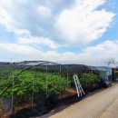 삼보농원 | 산지직송!! 유기농 생과 블루베리 예산 삼보농원 방문 구입 후기 및 포장 판매 소개