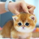 강남고양이분양캣프렌즈