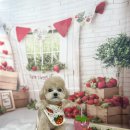 멍멍1길 23 이미지