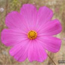 코스모스세탁소 이미지