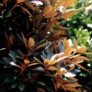 완도 예송리 상록수림 이미지