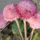 The Commun 이미지