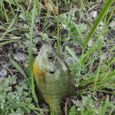 호포주유소 | 처음 잡아본 블루길