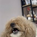 용인대SM복싱클럽 장기점 이미지