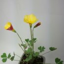 Oxalis Obtusa Omelet 오믈렛 이미지