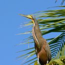 베어스로티드타이거헤론 [Bare-throated tiger heron (Tigrisoma mexicanum)] 이미지