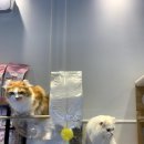 김포강아지고양이 멍냥아구래구래 이미지