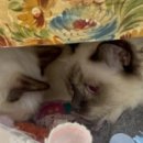 버만캣패밀리 이미지