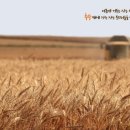로뎀나무아래서