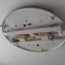 디아뜨1 A 이미지