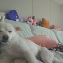 CFM애견유치원 이미지