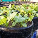 용한농장 이미지