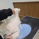 쿨펫 이미지