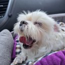 펫지살롱 이미지