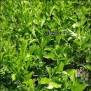 장속농장 이미지