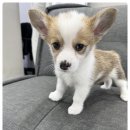 버디독 고양이분양 강아지분양 안심분양센터 인천점 이미지