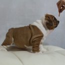 오드리 이미지
